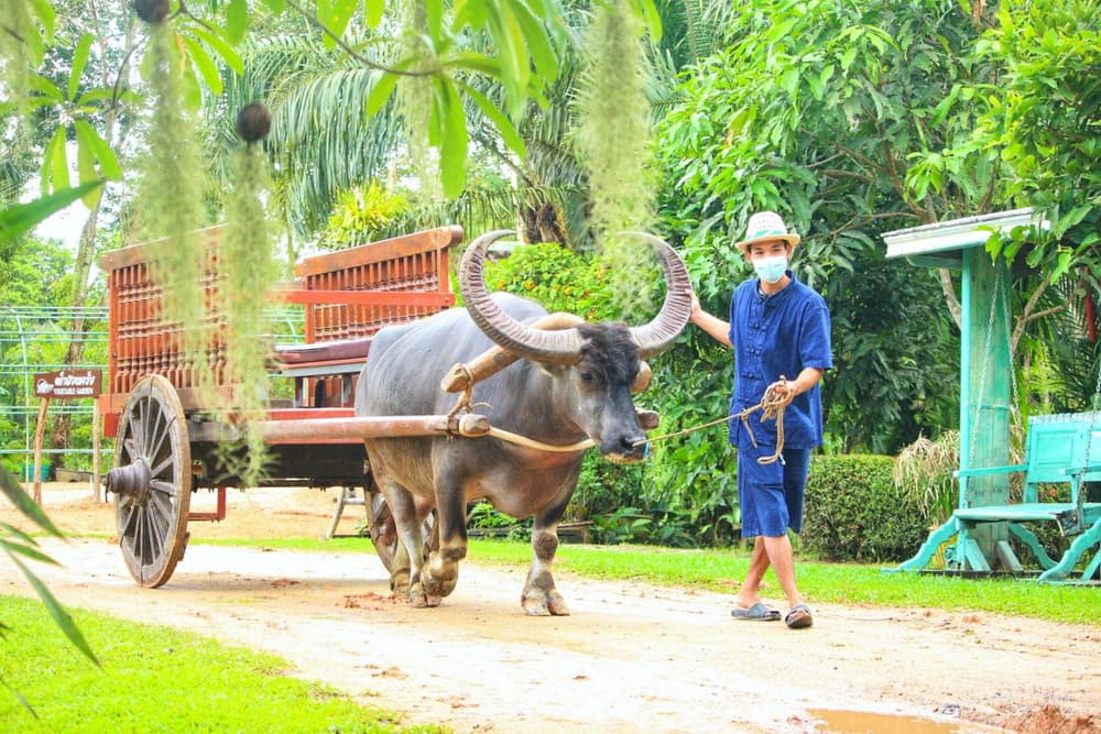 Traditional Thai wooden house at Old Phuket Farm