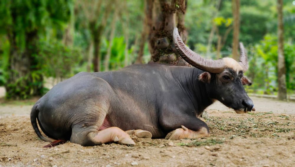 Buffaloes