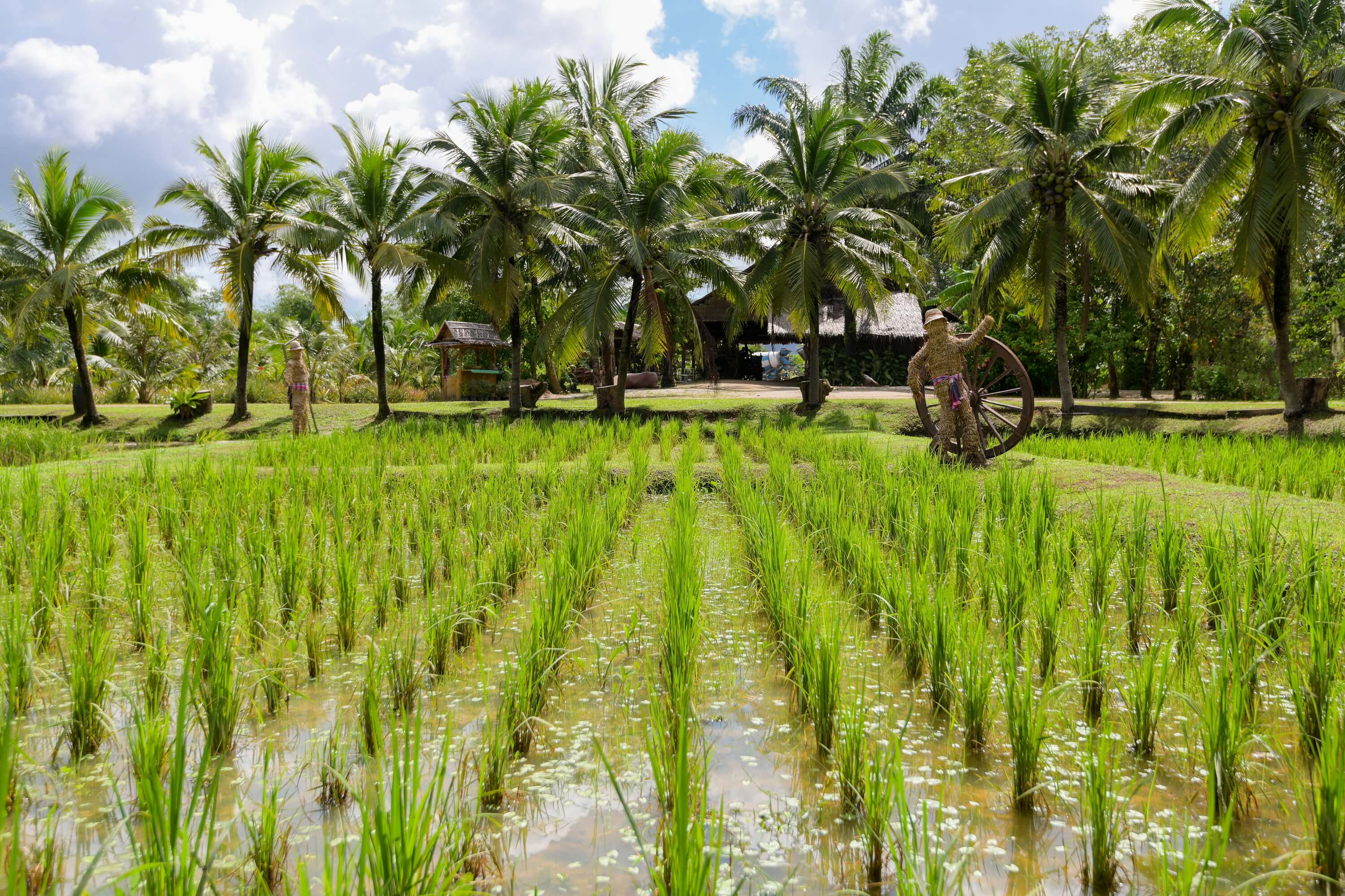 Old Phuket Farm Background