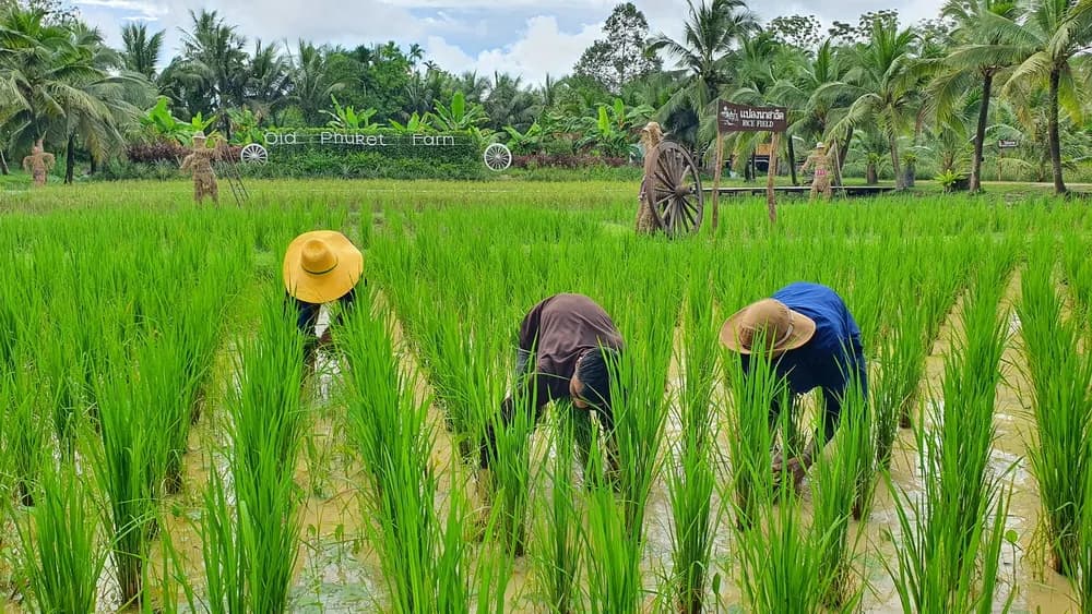 Visitors planting rice seedlings in the paddies at Old Phuket Farm