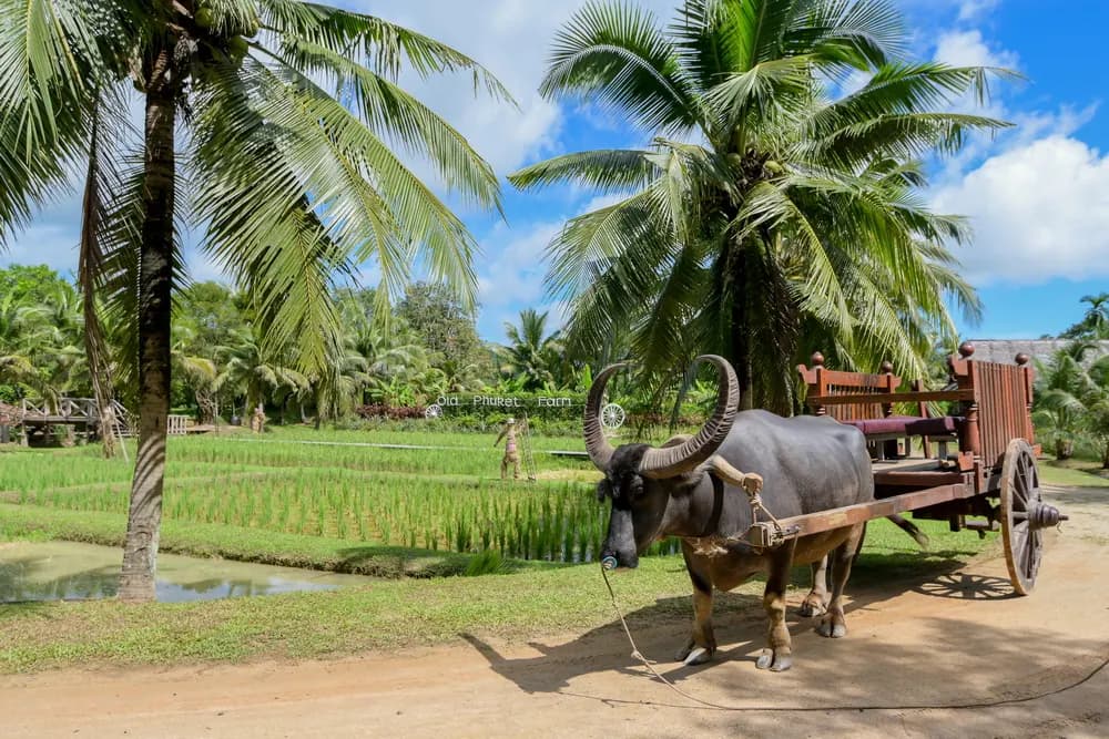 Water buffalo beside a wooden cart at Old Phuket Farm