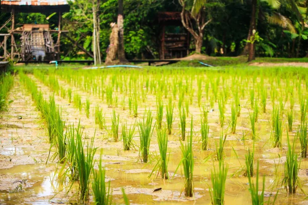 Rice Field